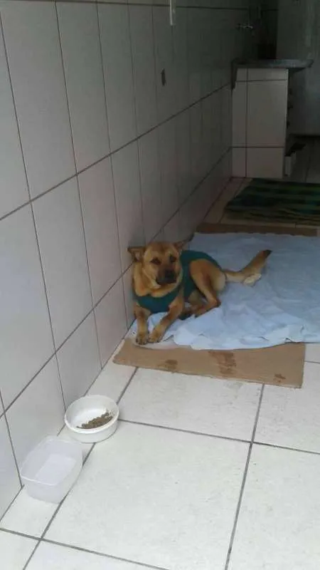 Cachorro ra a Vira lata mestiço chow chow idade 2 anos nome Sem Nome