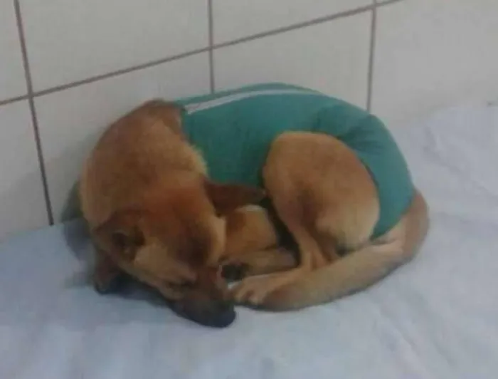 Cachorro ra a Vira lata mestiço chow chow idade 2 anos nome Sem Nome