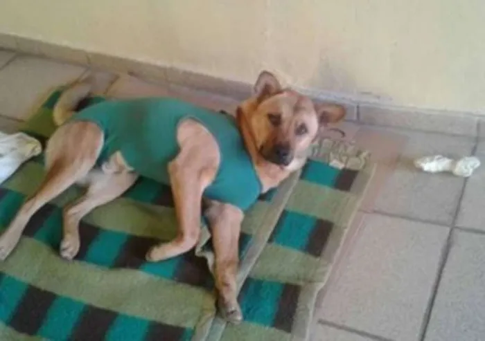 Cachorro ra a Vira lata mestiço chow chow idade 2 anos nome Sem Nome