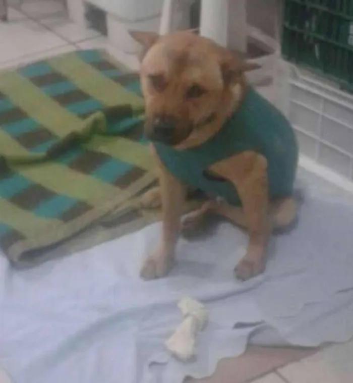 Cachorro ra a Vira lata mestiço chow chow idade 2 anos nome Sem Nome