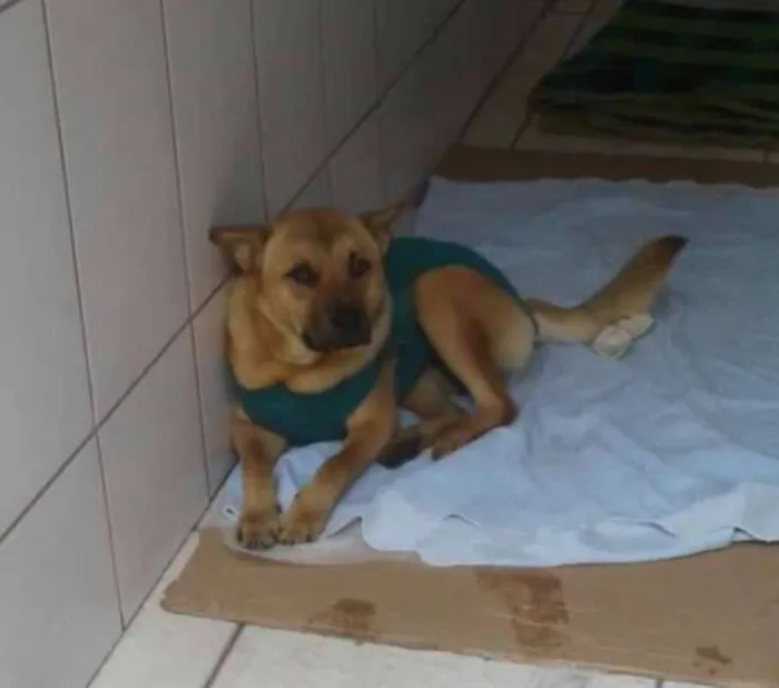 Cachorro ra a Vira lata mestiço chow chow idade 2 anos nome Sem Nome