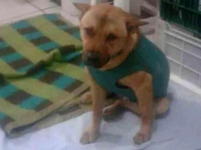 Cachorro ra a Vira lata mestiço chow chow idade 2 anos nome Sem Nome