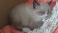 Pingo
