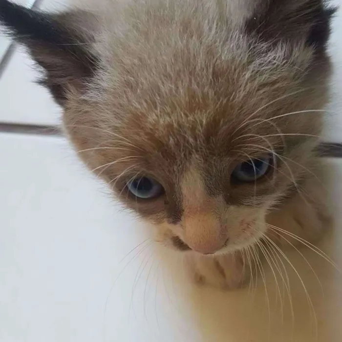 Gato ra a Ñ sei idade Abaixo de 2 meses nome Pingo