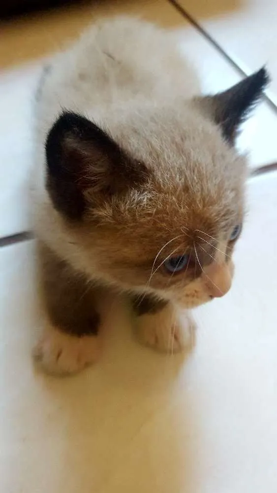 Gato ra a Ñ sei idade Abaixo de 2 meses nome Pingo