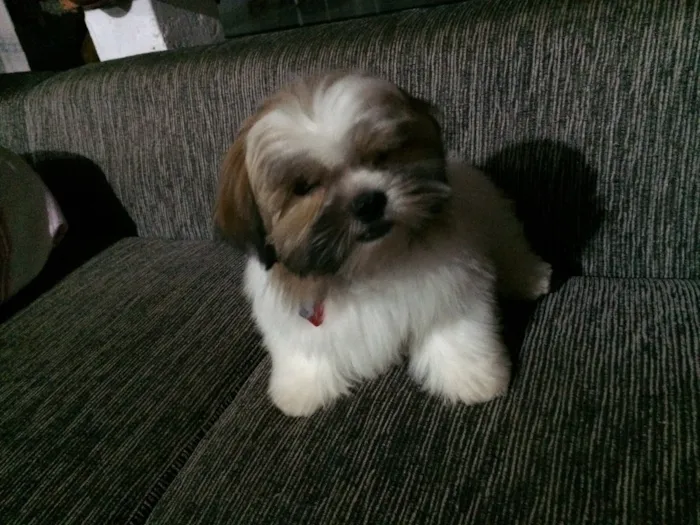 Cachorro ra a ShihTzu idade 7 a 11 meses nome Bruce