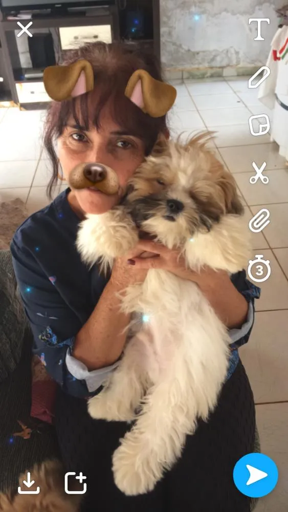 Cachorro ra a ShihTzu idade 7 a 11 meses nome Bruce