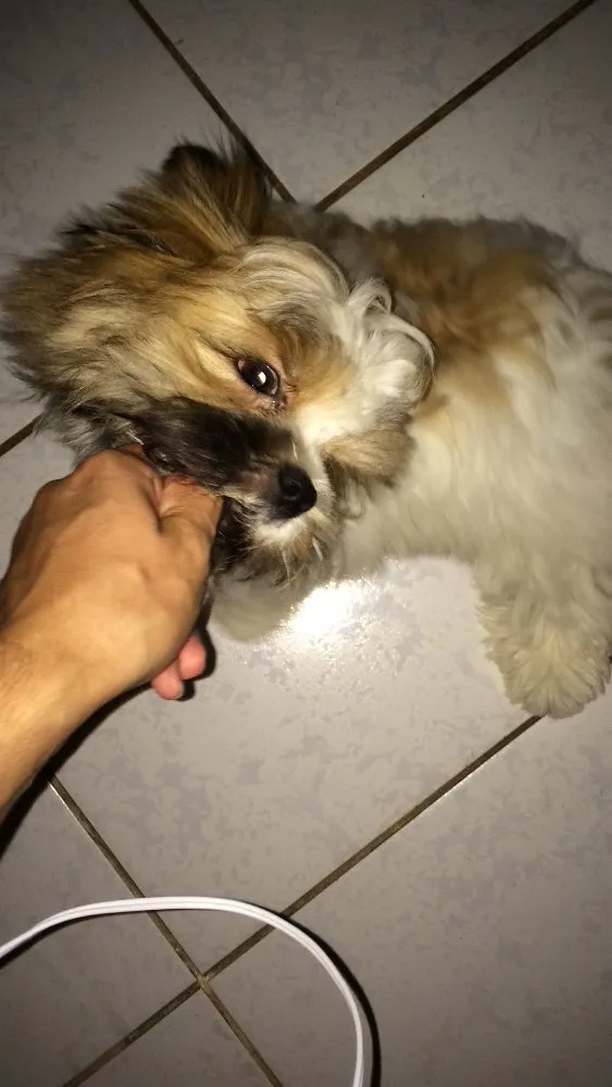 Cachorro ra a ShihTzu idade 7 a 11 meses nome Bruce