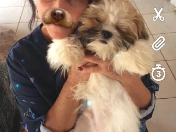 Cachorro ra a ShihTzu idade 7 a 11 meses nome Bruce