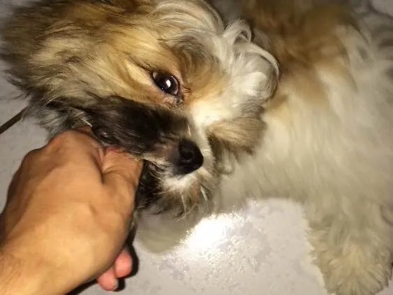 Cachorro ra a ShihTzu idade 7 a 11 meses nome Bruce