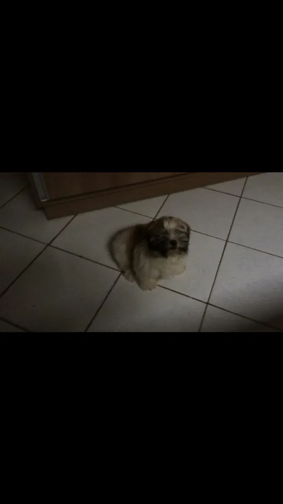 Cachorro ra a ShihTzu idade 7 a 11 meses nome Bruce