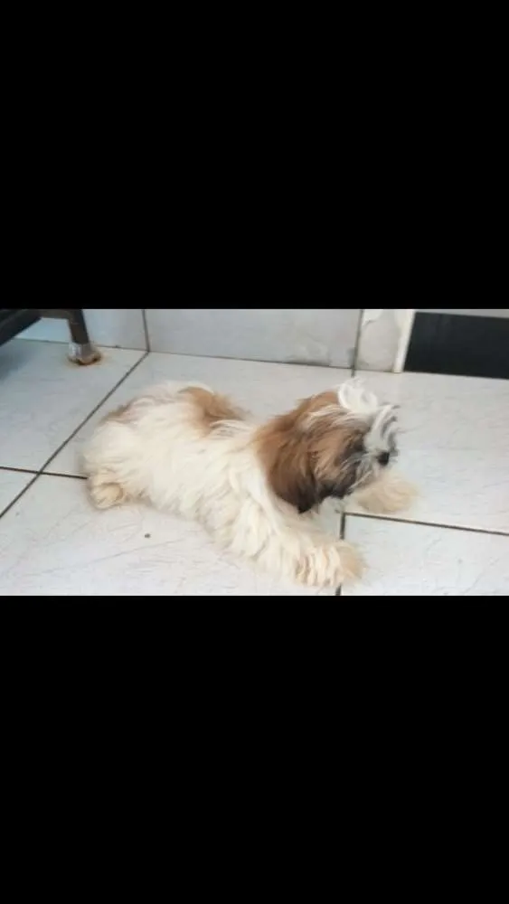 Cachorro ra a ShihTzu idade 7 a 11 meses nome Bruce