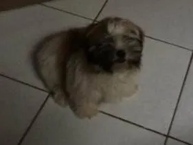 Cachorro ra a ShihTzu idade 7 a 11 meses nome Bruce