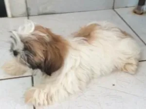 Cachorro raça ShihTzu idade 7 a 11 meses nome Bruce