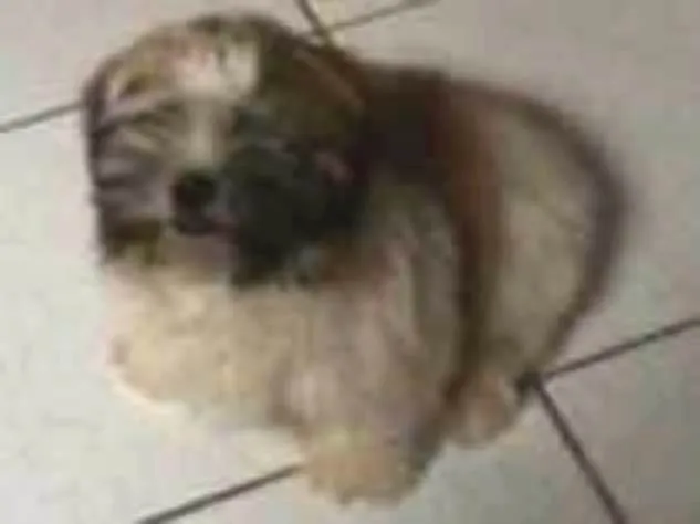 Cachorro ra a ShihTzu idade 7 a 11 meses nome Bruce