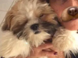 Cachorro ra a ShihTzu idade 7 a 11 meses nome Bruce