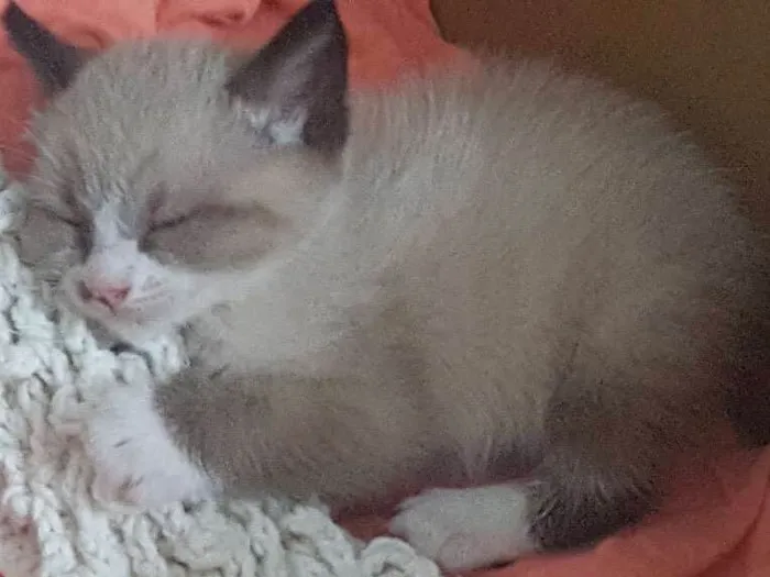 Gato ra a Ñ sei idade Abaixo de 2 meses nome Pingo