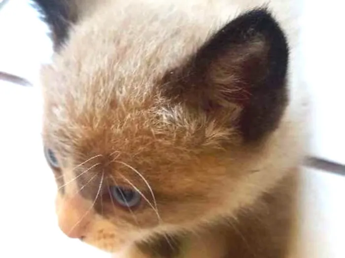 Gato ra a Ñ sei idade Abaixo de 2 meses nome Pingo