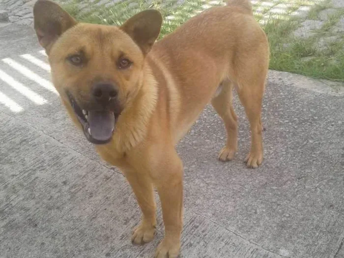 Cachorro ra a Vira lata mestiço chow chow idade 2 anos nome Sem Nome