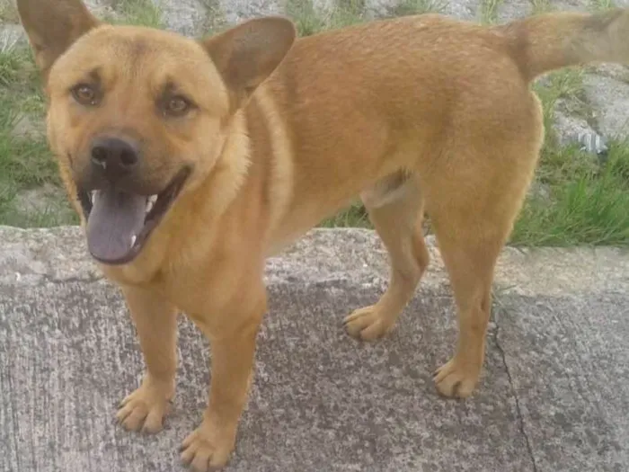 Cachorro ra a Vira lata mestiço chow chow idade 2 anos nome Sem Nome