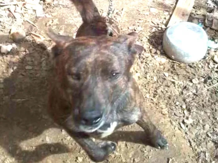 Cachorro ra a Pitbull idade 2 anos nome Negão