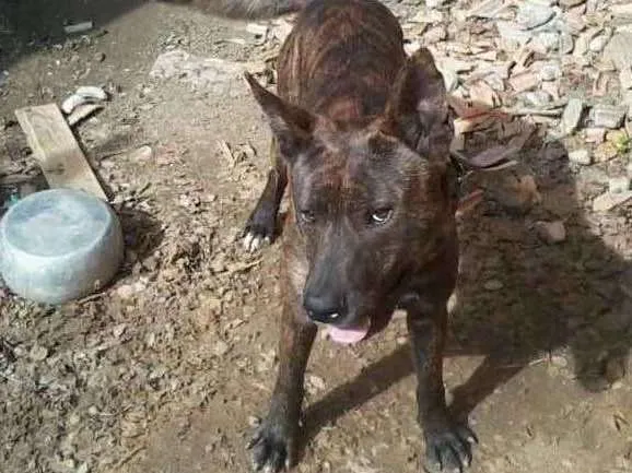 Cachorro ra a Pitbull idade 2 anos nome Negão