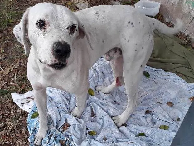 Cachorro ra a Parecido com dalmata idade 3 anos nome Não sei