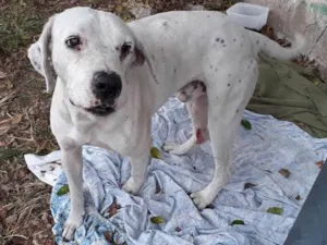 Cachorro raça Parecido com dalmata idade 3 anos nome Não sei