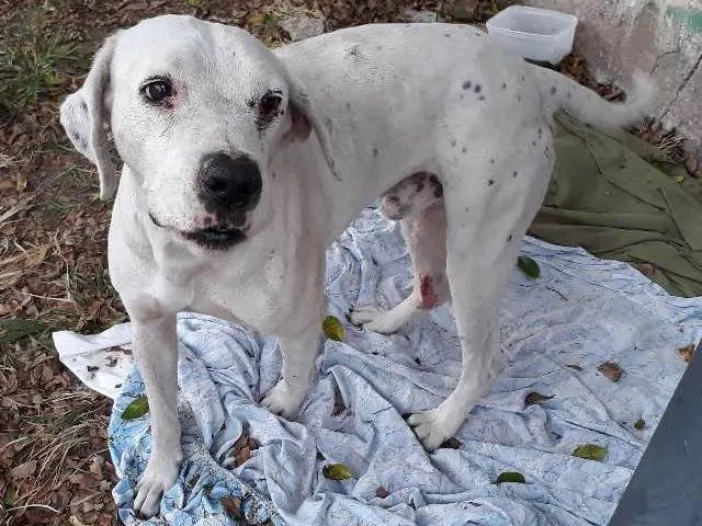 Cachorro ra a Parecido com dalmata idade 3 anos nome Não sei