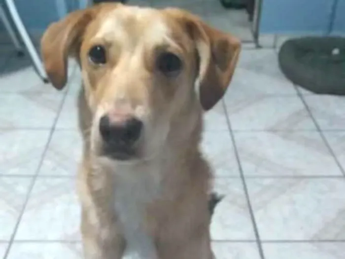 Cachorro ra a SRD idade 7 a 11 meses nome Marcelline ou Marcy