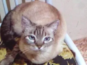 Gato raça Diversas idade 1 ano nome Nomes na descrição