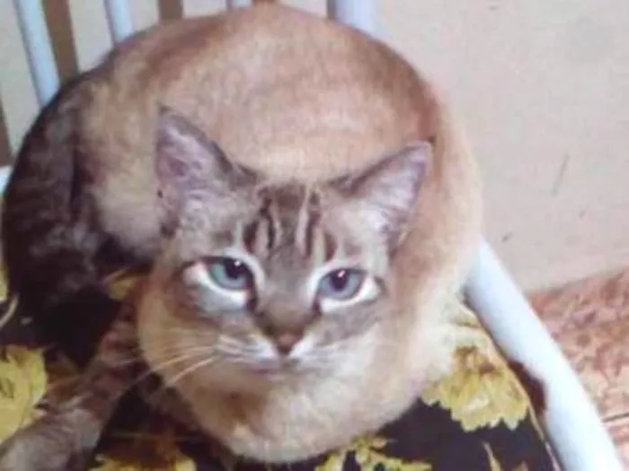 Gato ra a Diversas idade 1 ano nome Nomes na descrição