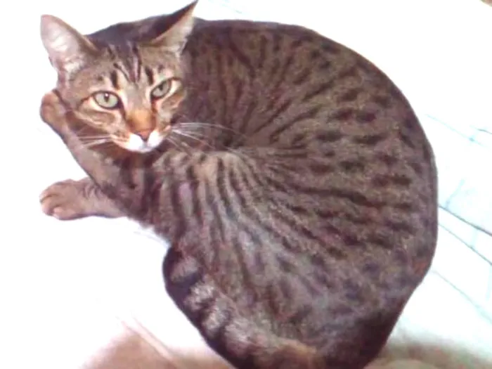 Gato ra a Diversas idade 1 ano nome Nomes na descrição