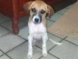 Cachorro raça SRD idade 2 a 6 meses nome Luna