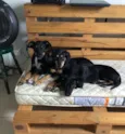 Apólo, Paco e Frida