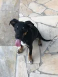 Apólo, Paco e Frida
