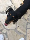 Apólo, Paco e Frida
