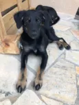 Apólo, Paco e Frida