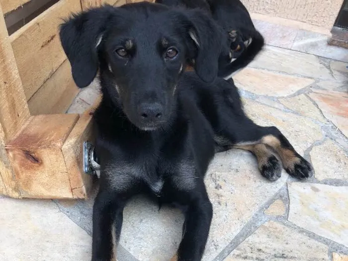 Cachorro ra a SRD idade 2 a 6 meses nome Apólo, Paco e Frida