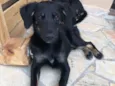 Apólo, Paco e Frida