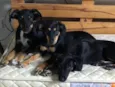 Apólo, Paco e Frida