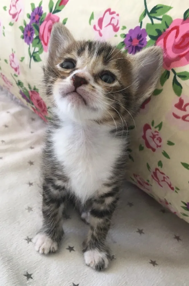 Gato ra a SRD idade Abaixo de 2 meses nome QUERIS