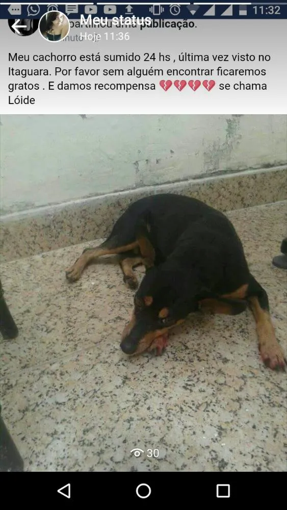 Cachorro ra a PINSHER idade 6 ou mais anos nome LÓIDE