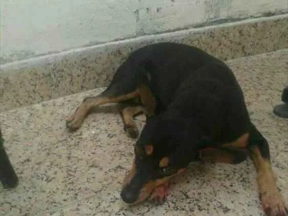 Cachorro ra a PINSHER idade 6 ou mais anos nome LÓIDE