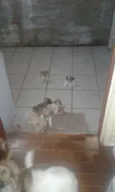 Varios