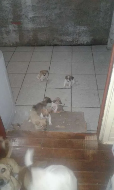 Cachorro raça indefinida idade 2 a 6 meses nome Varios