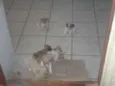 Varios
