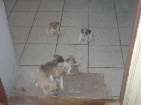 Cachorro raça indefinida idade 2 a 6 meses nome Varios