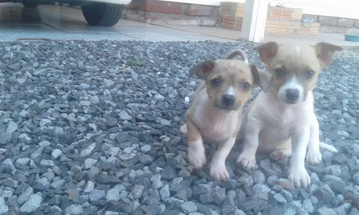 Cachorro raça indefinida idade 2 a 6 meses nome Varios