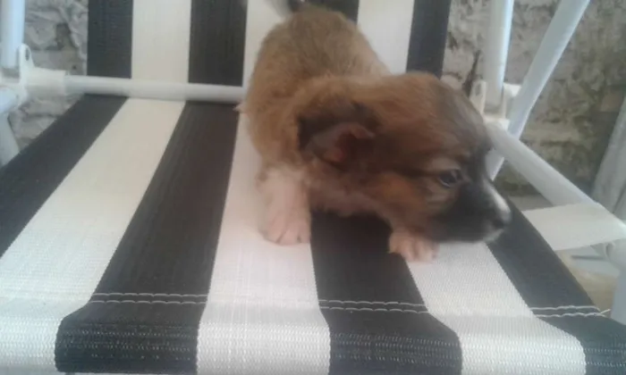 Cachorro raça indefinida idade 2 a 6 meses nome Varios
